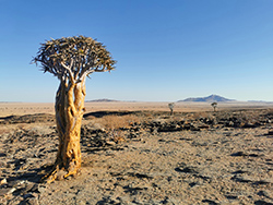 Baeume im Etosha Nationalpark